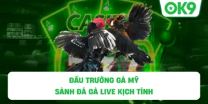 Đấu Trường Gà Mỹ OK9 – Sảnh Đá Gà Live Kịch Tính